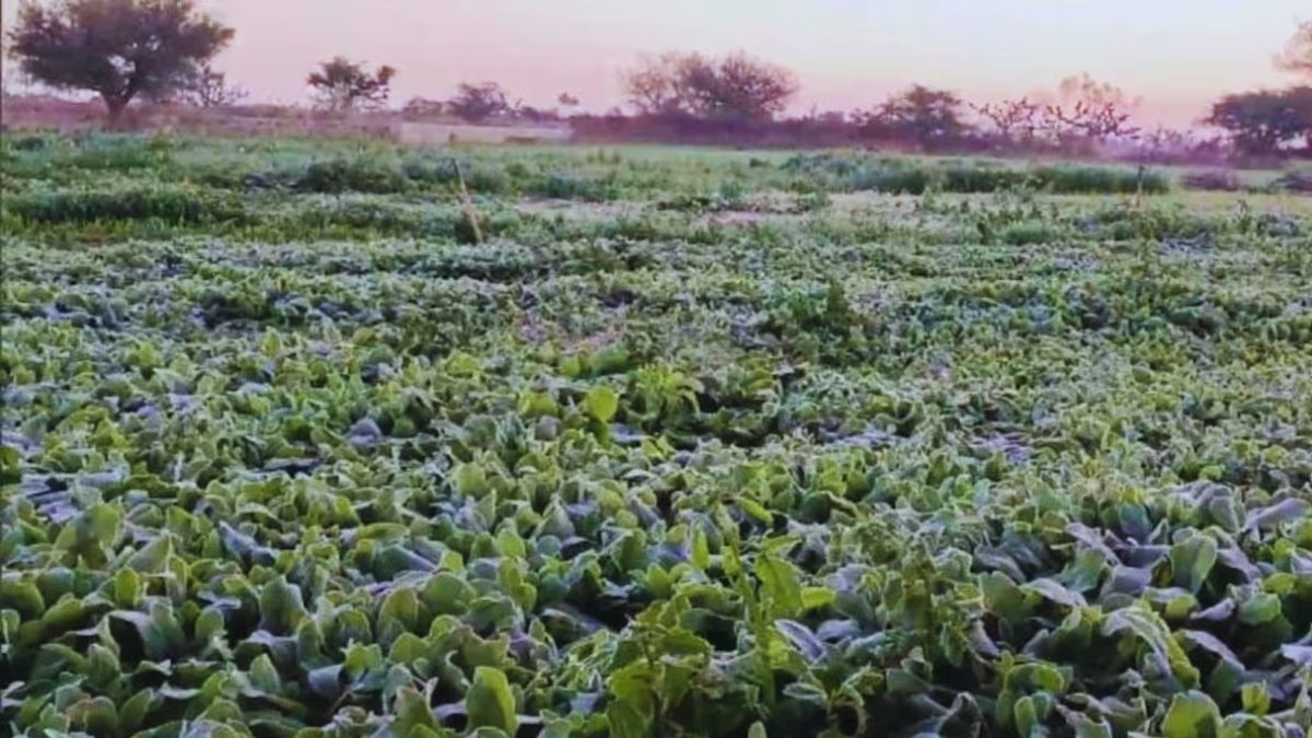 frost affect Crops in rajasthan