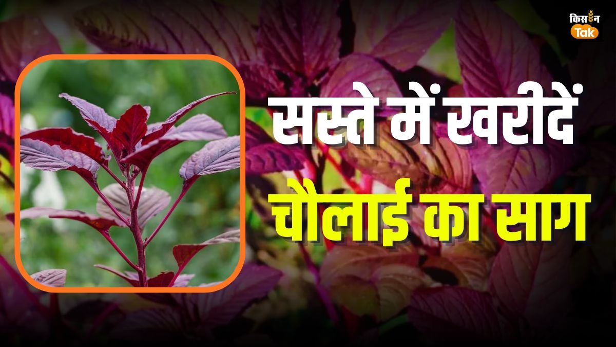 साग की खेती