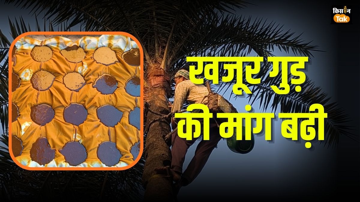 छोटा पेड़, बड़ा रोजगार: खजूर से किसानों को मिल सकता है बड़ा मुनाफा