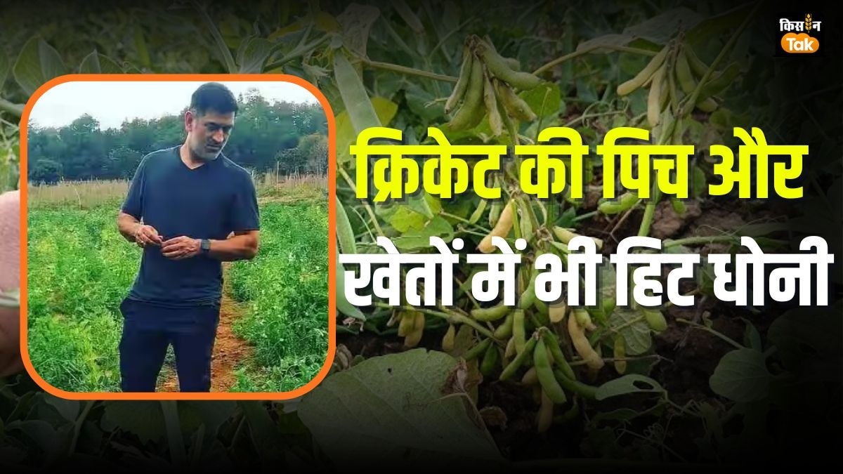 सोयाबीन और मटर की खास किस्म