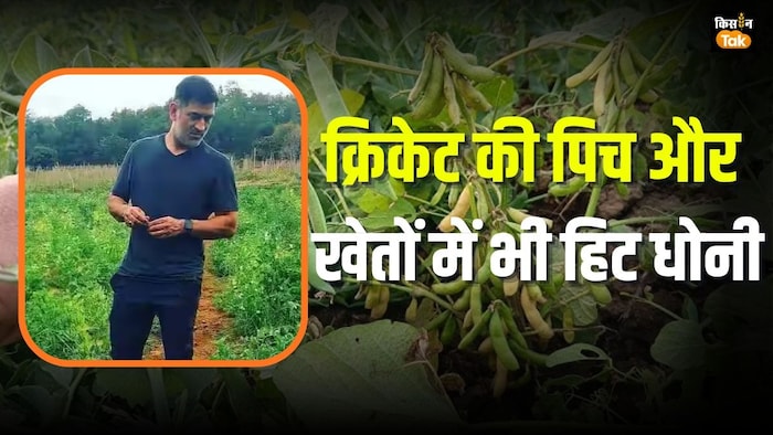 सोयाबीन और मटर की खास किस्म