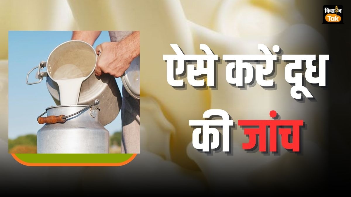 Adulteration in Milk: किचिन में आया दूध सिंथेटिक और पानी मिला तो नहीं है, घर पर ऐसे करें जांच