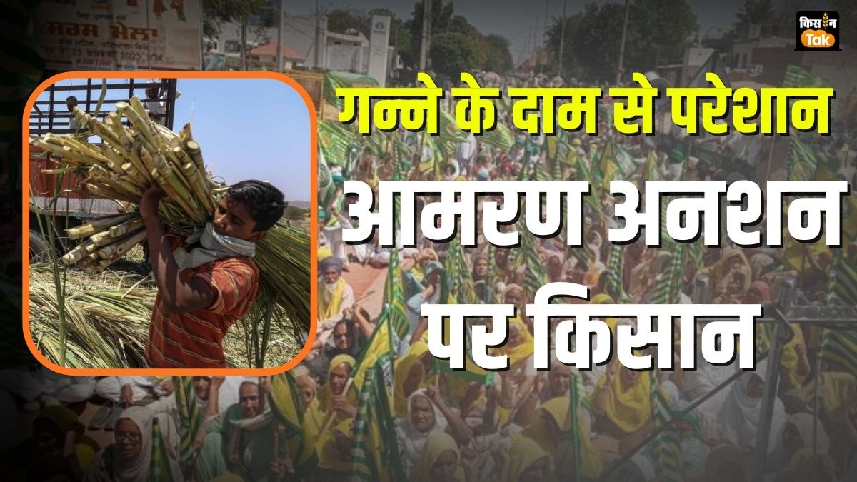 महाराष्ट्र के गन्ना किसान हुए और आक्रामक (सांकेतिक तस्वीर)