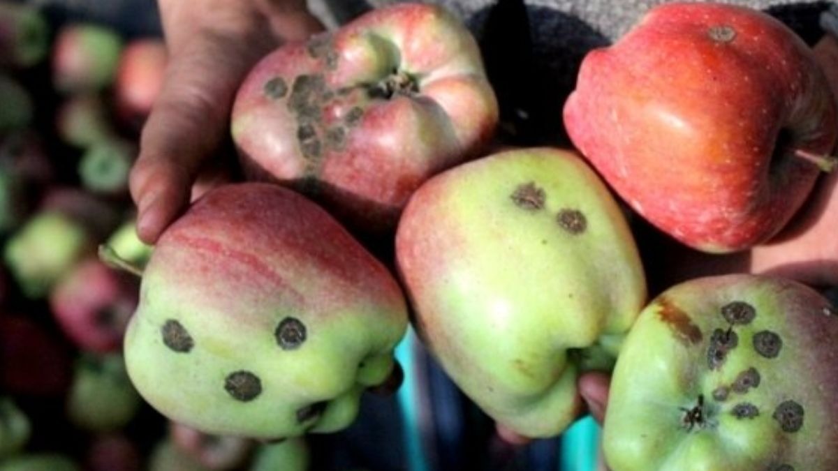 Apple Farming: सेब किसानों के लिए अलर्ट, गलत खाद बन रहा बीमारी का कारण