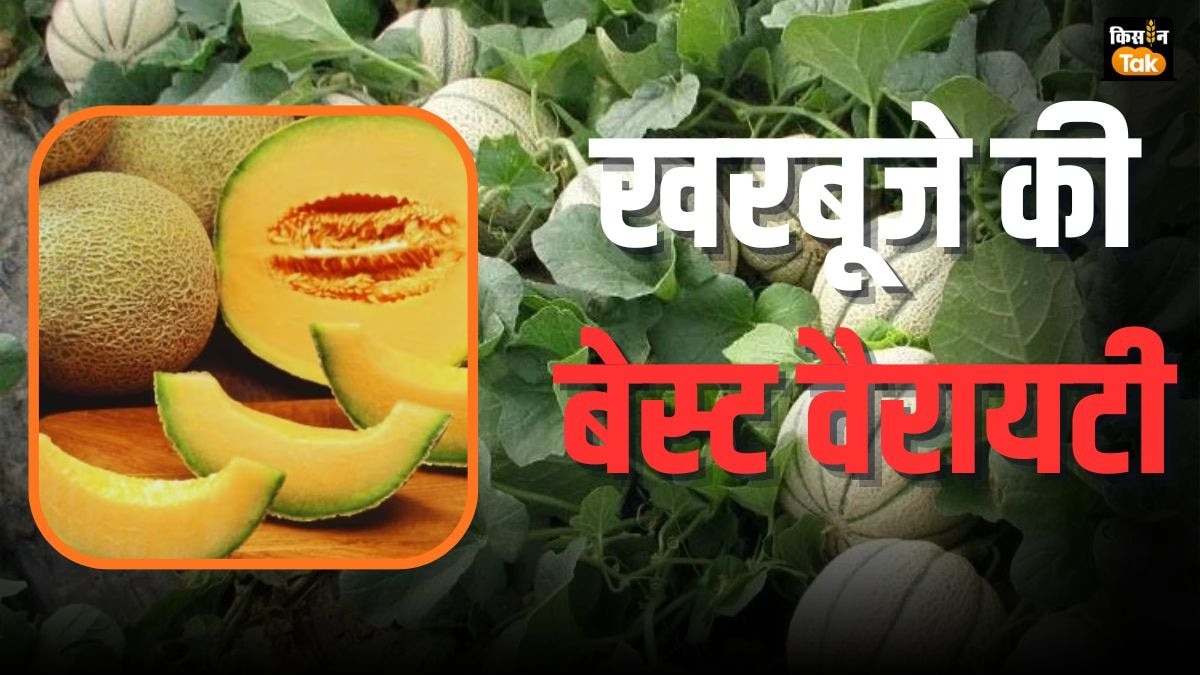 इस सर्दी खरबूजा उगाना चाहते हैं तो यहां से खरीदें हाई क्वालिटी के बीज, बंपर मिलेगी पैदावार
