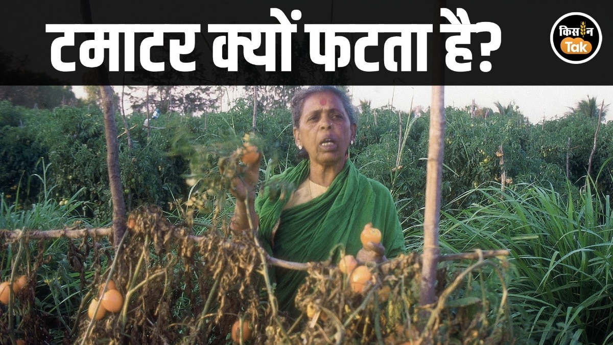 Tomato Farming: इन दो वजह से फट जाते हैं टमाटर के फल, फसल पर तुरंत छिड़कें ये दवा