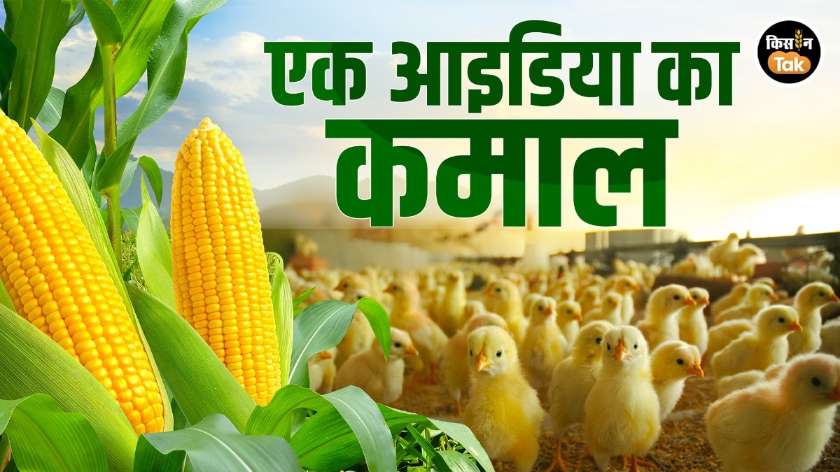 What An Idea Sir Ji: बिचौलियों की उड़ी नींद, ऐसे उग रहा मक्का, किसान और मिलर दोनों हुए मालामाल What An Idea Sir Ji: बिचौलियों की उड़ी नींद, ऐसे उग रहा मक्का, किसान और मिलर दोनों हुए मालामाल