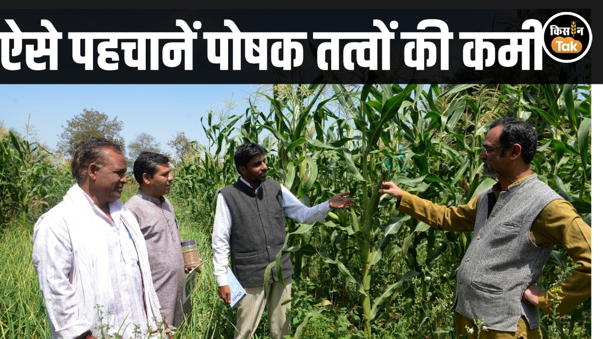 nutrients deficiency in crops