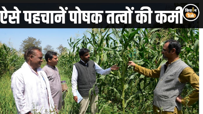 nutrients deficiency in crops