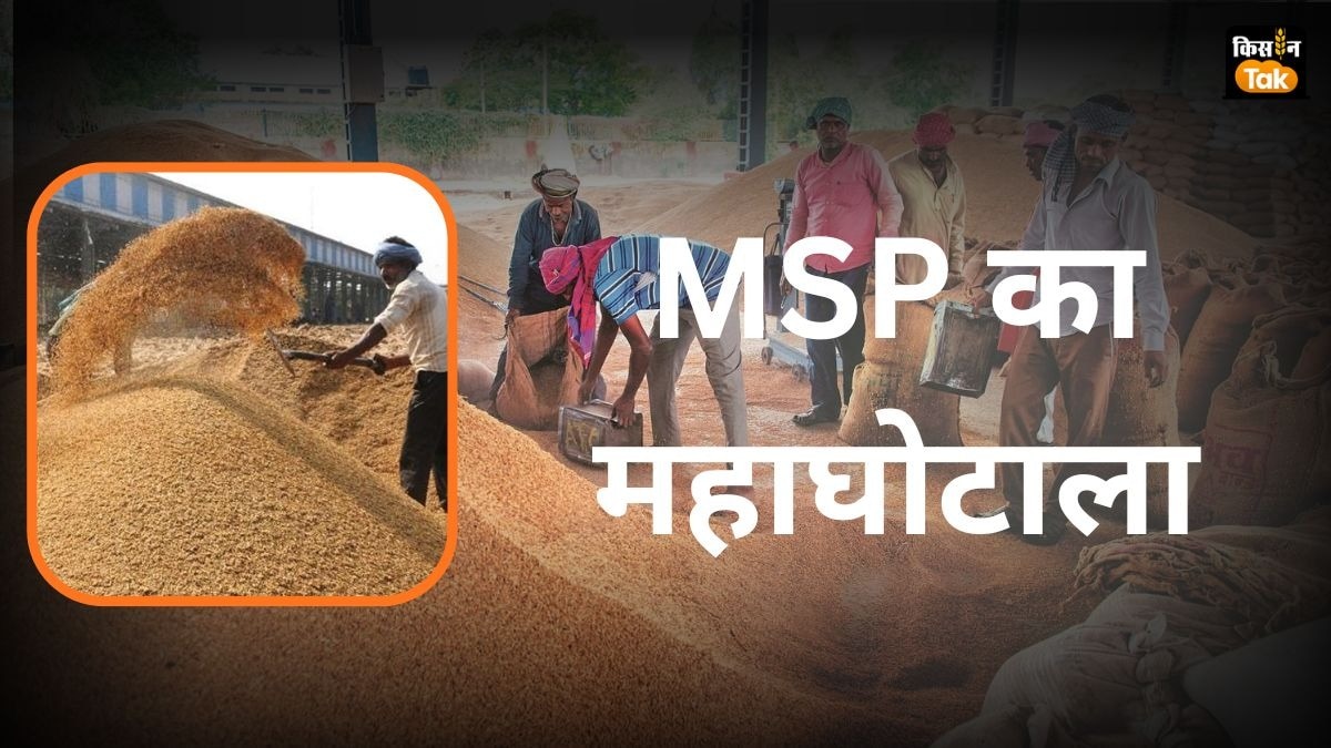 हरियाणा मंडियों में फर्जी खरीद का काला सच