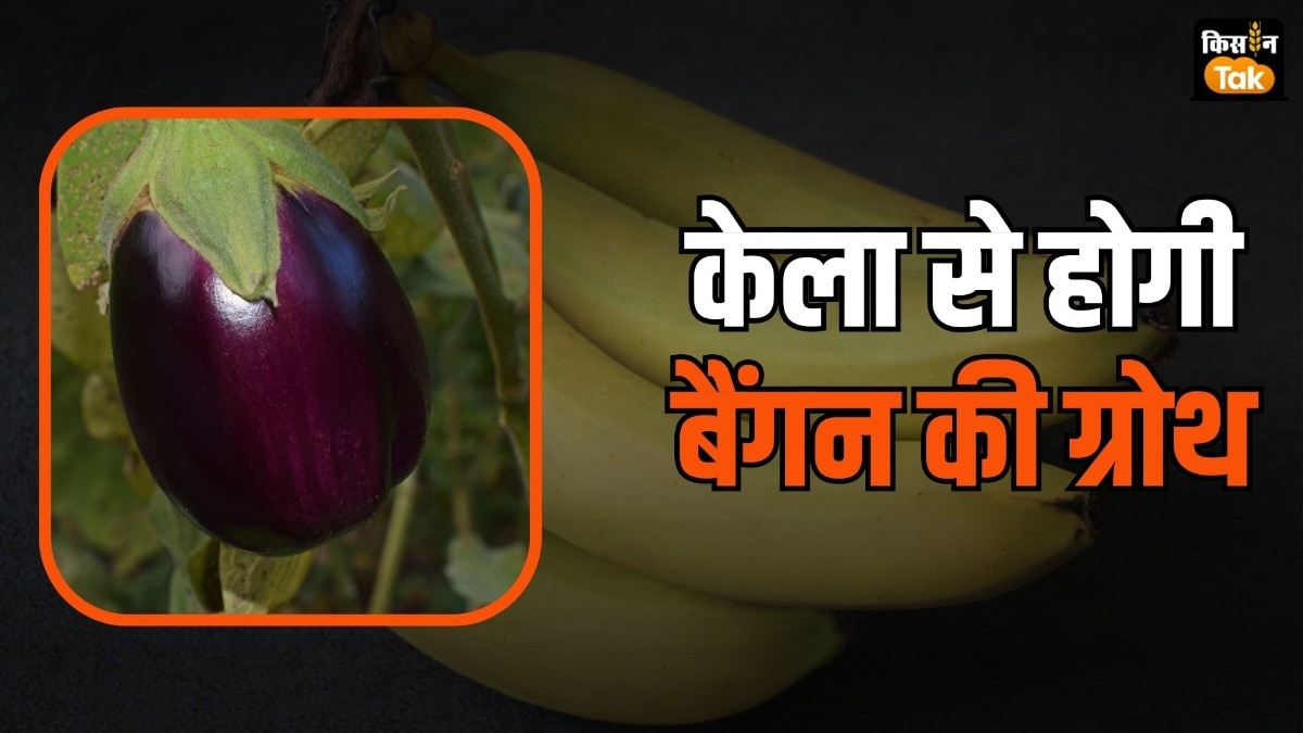 banana trick farming 