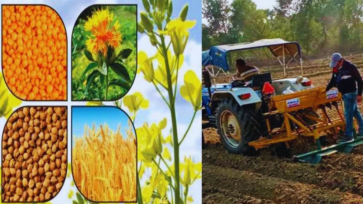 रबी सीजन में इन फसलों की करें खेती