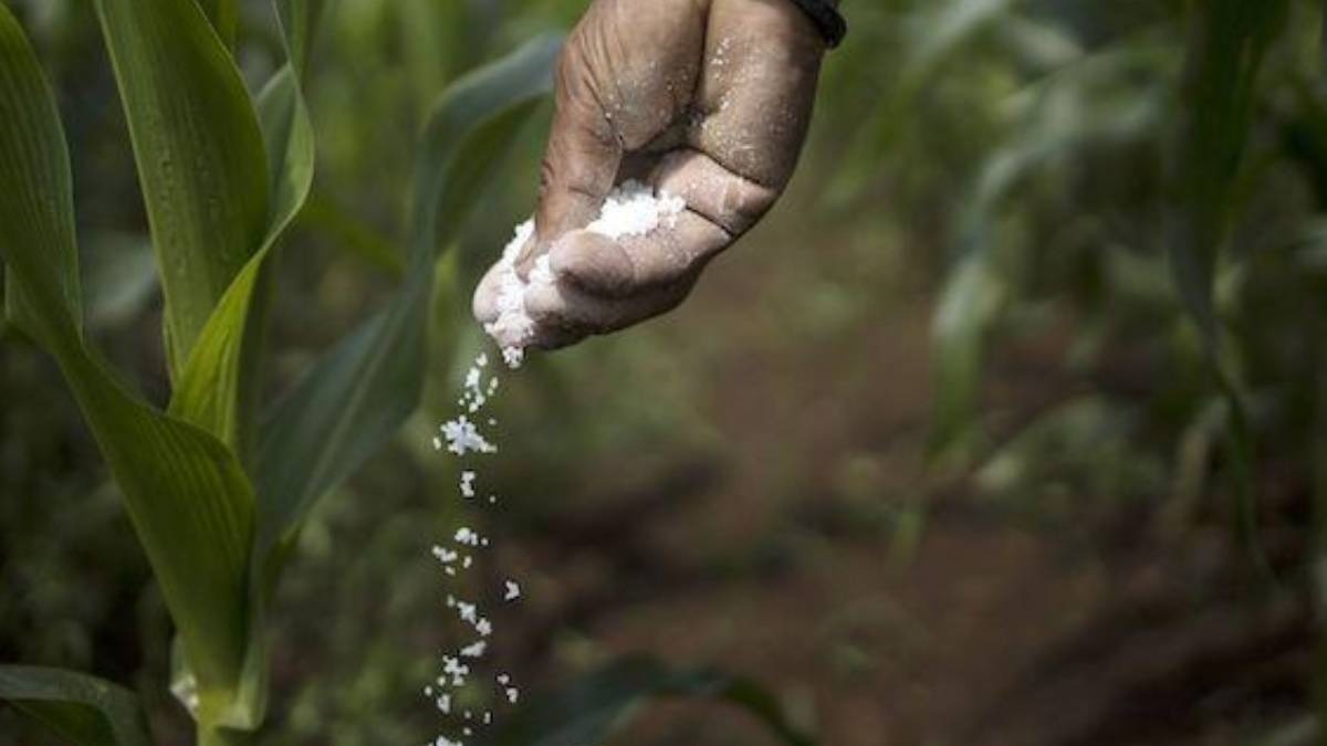 Urea Crisis: एक तरफ सीएम की कैबिनेट मीटिंग, दूसरी तरफ खाद के लिए प्रदर्शन करते किसान, जानें पूरा मामला 