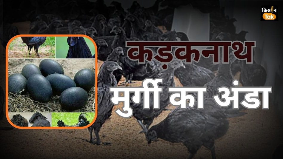 Kadaknath Egg: वजन में कम फिर भी 20-25 रुपये का बिकता है कड़कनाथ मुर्गी का अंडा, जानें वजह Kadaknath Egg: वजन में कम फिर भी 20-25 रुपये का बिकता है कड़कनाथ मुर्गी का अंडा, जानें वजह