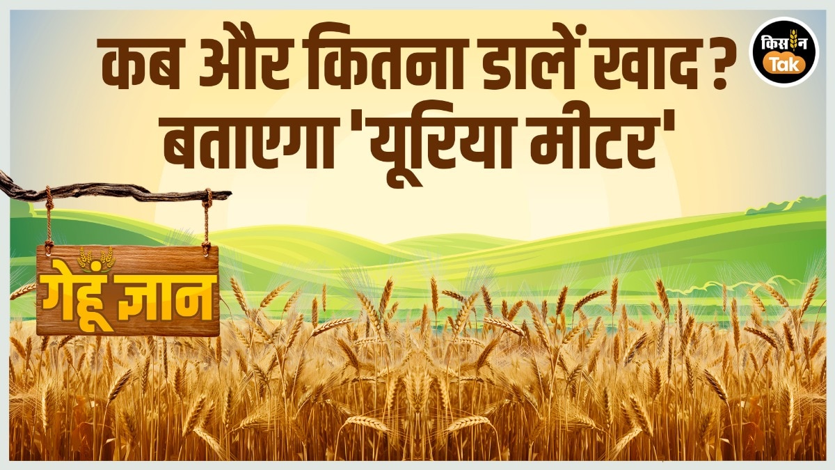 Gehu Gyan: गेहूं की खेती में 50 रुपये का ये चार्ट बचाएगा हजारों रुपये का यूरिया, जानिए क्या है तकनीक