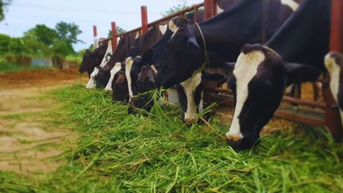 This green fodder is a boon for animals