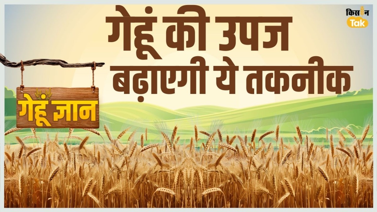Wheat Crop: गेहूं उपज को 10% तक बढ़ा सकती है यह छोटी सी तकनीक, लागत भी होगी कम