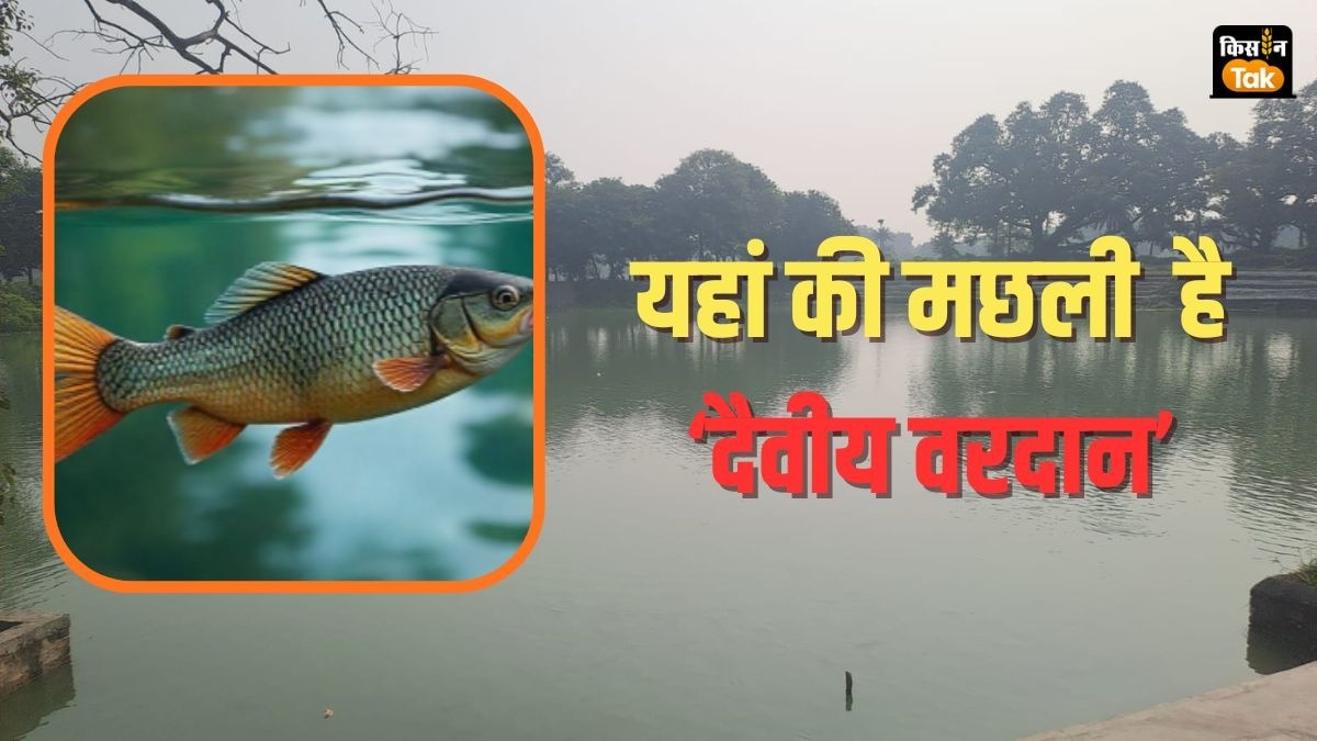 Daiviya Fish Muzaffatpur Village