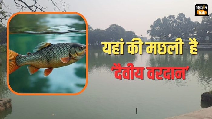 Daiviya Fish Muzaffatpur Village