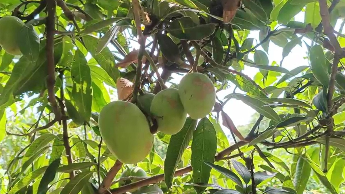 fruit crop insurance maharashtra