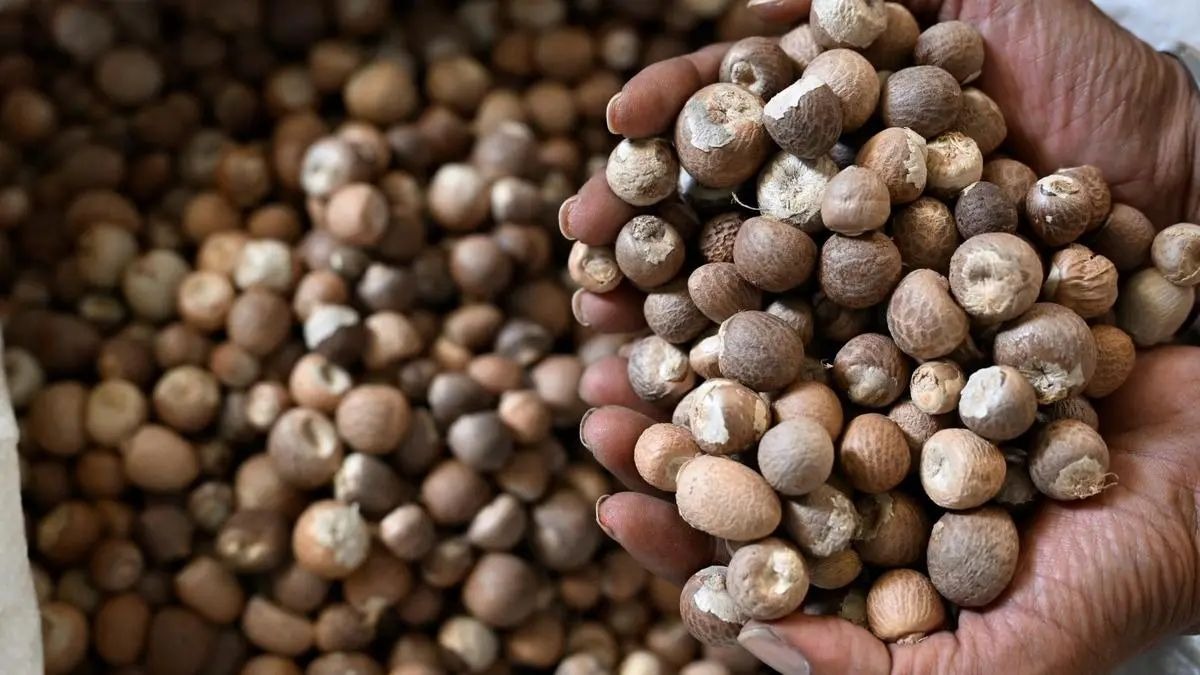 विदेशी सुपारी पर सरकार की बड़ी सख्ती! किसानों की कमाई बचाने के लिए कड़ा नियम लागू 