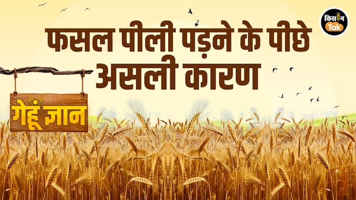 cause of wheat turning yellow