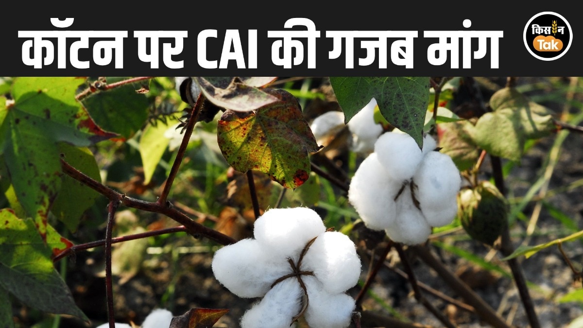cotton import duty demand