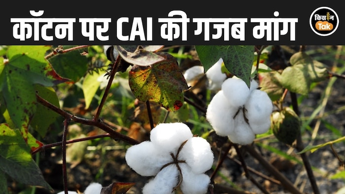 cotton import duty demand