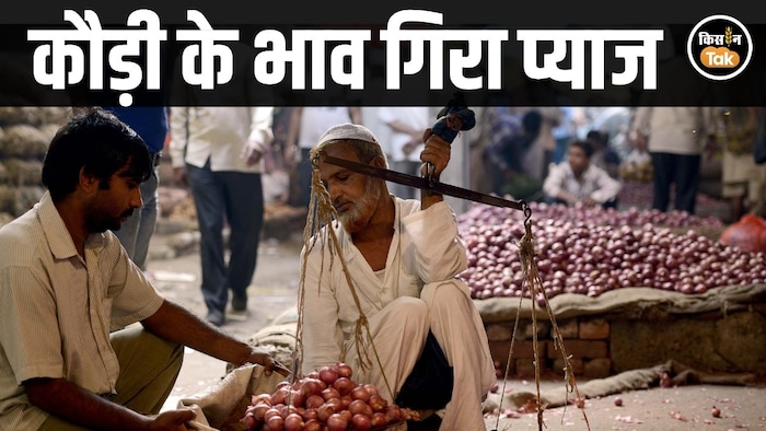 onion price