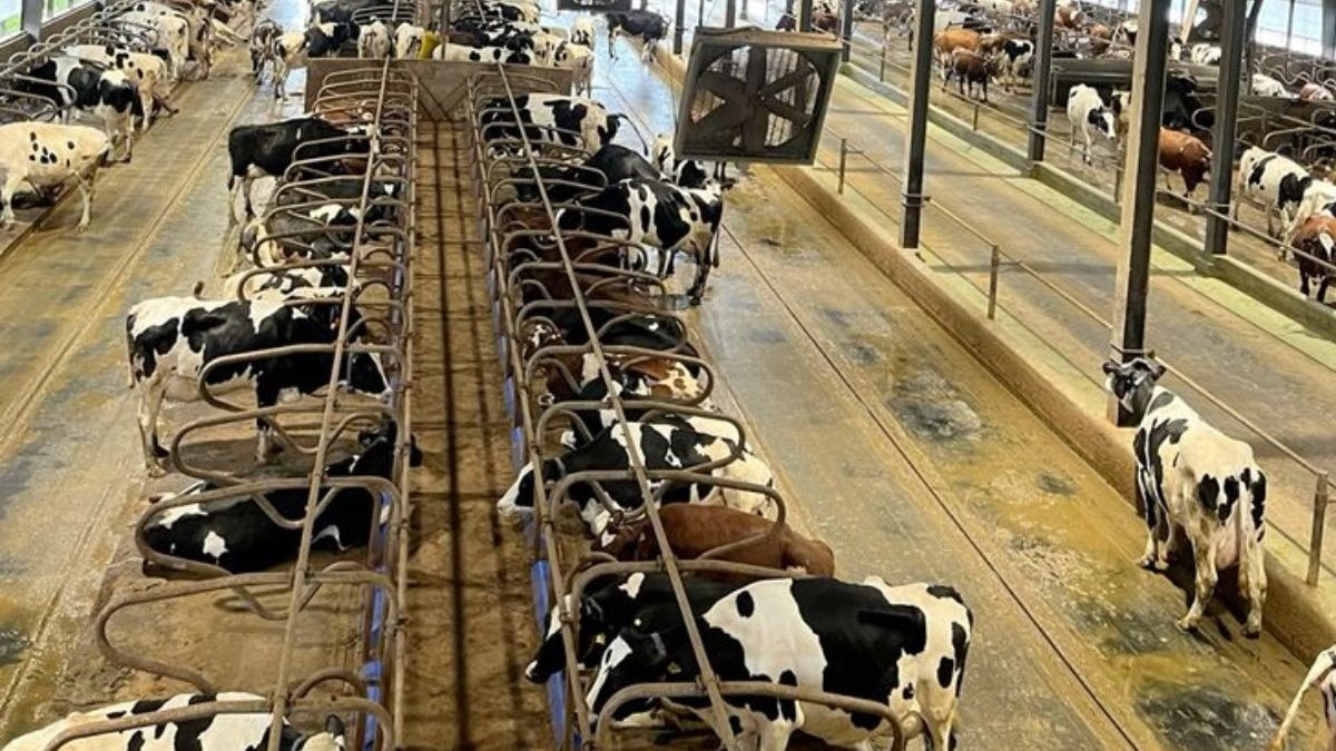 Milk Product Export: दूध-दही, घी-मक्खन का एक्सपोर्ट बढ़ाने को डेयरी एक्सपर्ट ने दिए ये दो टिप्स 