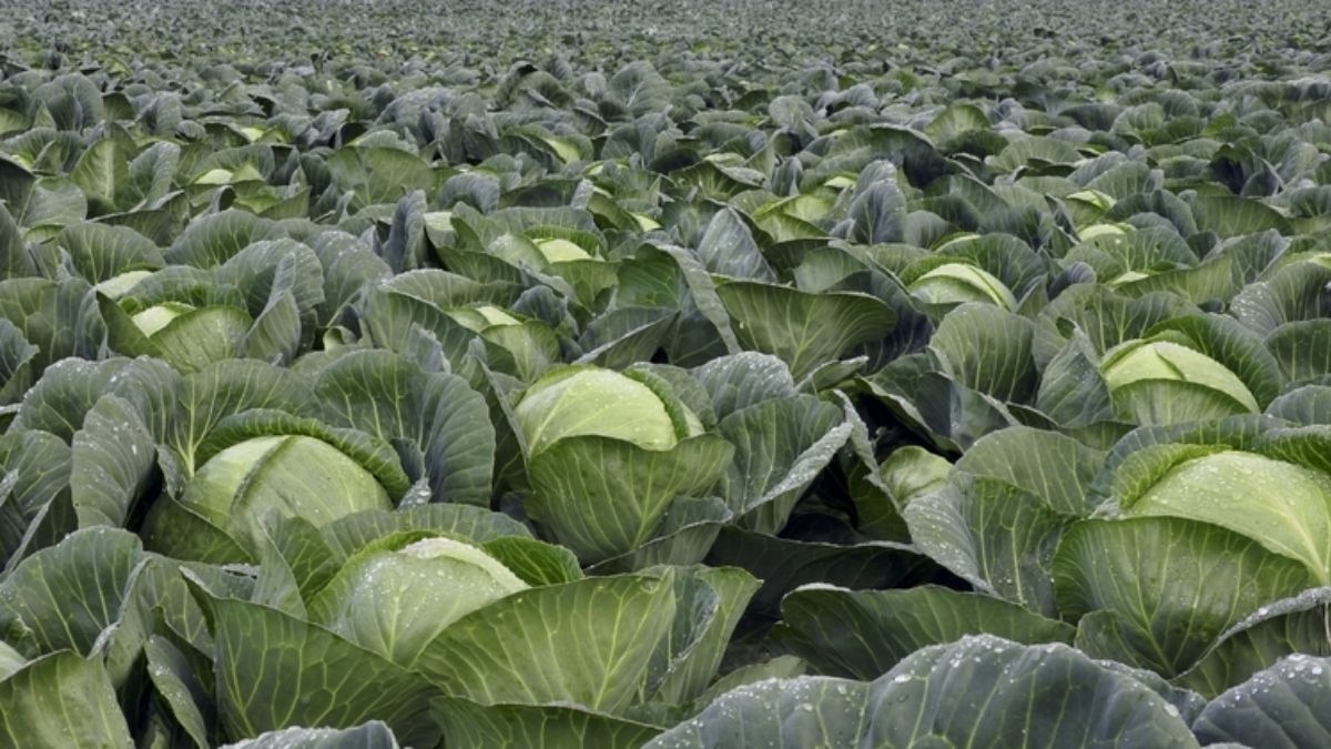 पत्ता गोभी की खेती का नया आसान तरीका