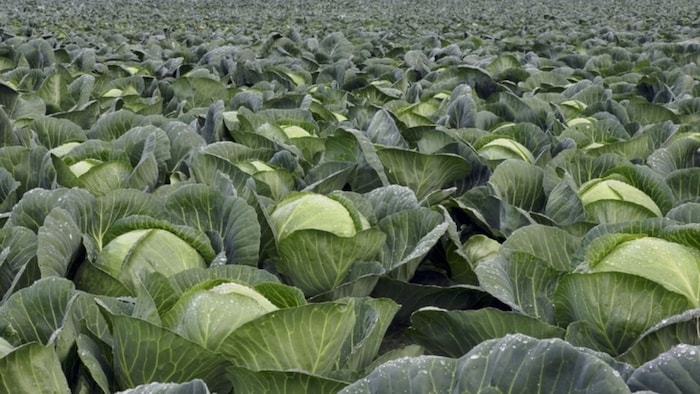 पत्ता गोभी की खेती का नया आसान तरीका