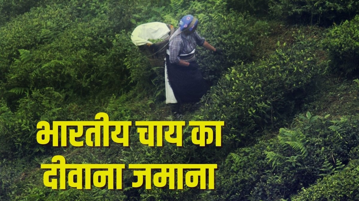 दुनियाभर में छाई Indian Tea! भारत की चाय पर दिल हार रहे UAE और इराक