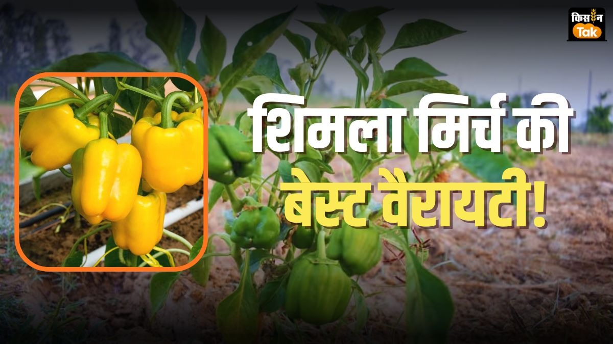 गार्डनिंग के लिए बेस्ट है शिमला मिर्च की ये खास वैरायटी, जानें ऑनलाइन कैसे मंगवाएं बीज  