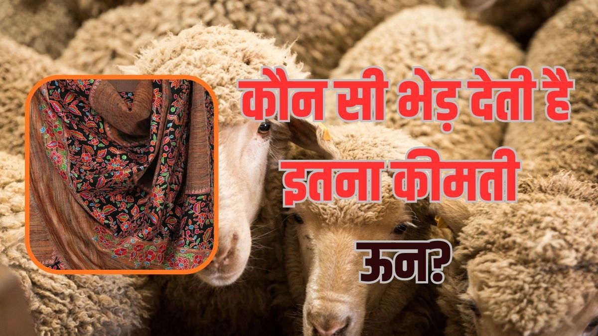 क्यों है यह शॉल दुनिया में सबसे महंगा?