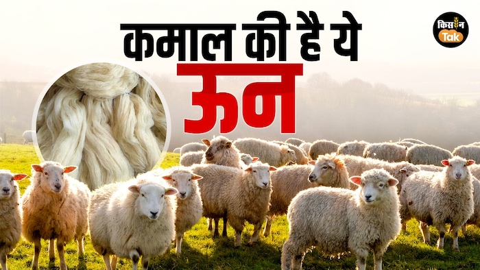 क्यों है यह शॉल दुनिया में सबसे महंगा?