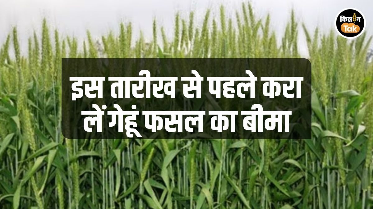 wheat crop insurance pmfby