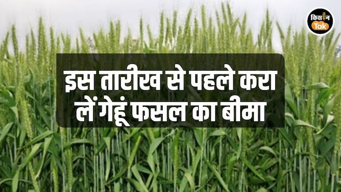 wheat crop insurance pmfby