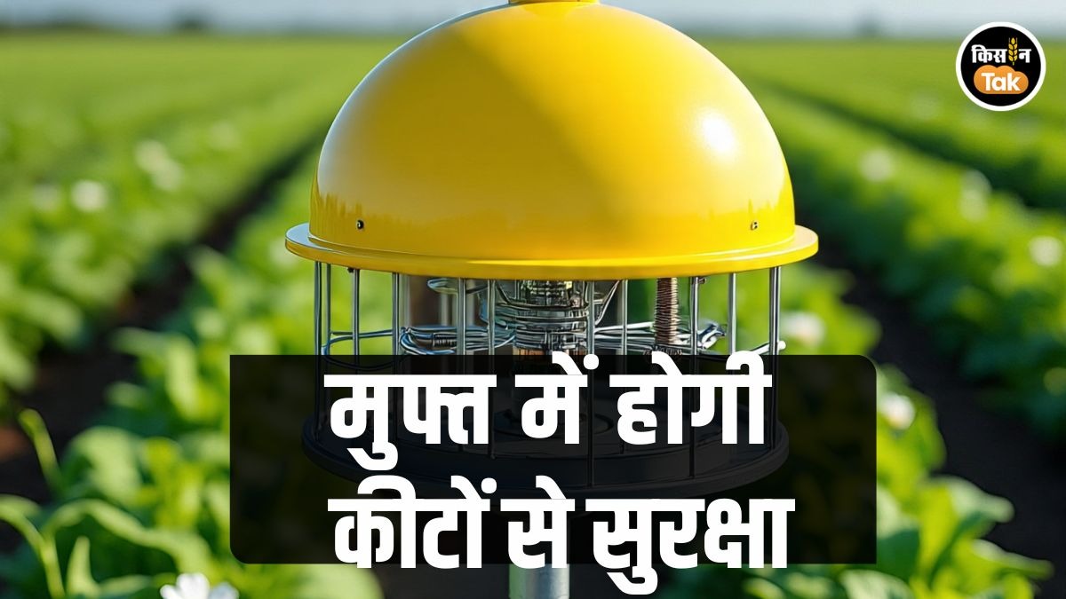फसलों को कीटों से बचाने के 5 आसान और सस्ते उपाय, किसानों का खर्च होगा बेहद कम
