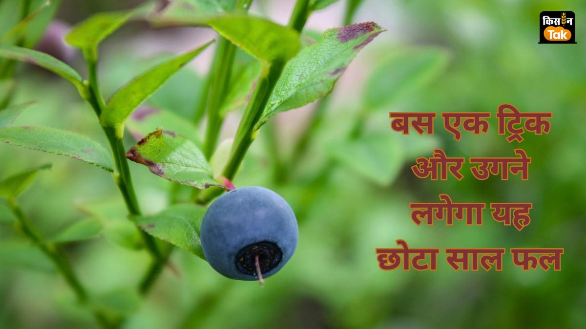 Blueberry Farming: इस आसान ट्रिक से घर पर ही उगाएं अनलिमिटेड ब्लूबेरी