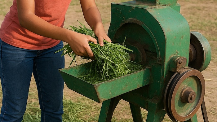 woman cutting fodder