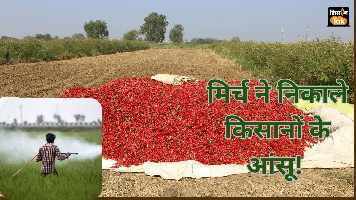 Punjab Farmers: कभी फलते-फूलते थे मिर्च के खेत फिर अब क्‍यों सूखे, क्‍यों पंजाब के किसानों ने मोड़ा मुंह  