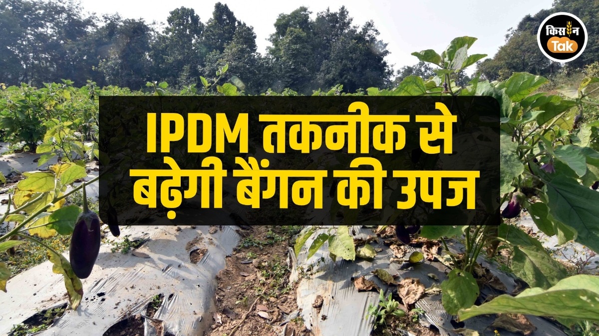 ICAR-IIVR ने बनाई टिकाऊ IPDM तकनीक, बैंगन की खेती में 50% तक कम होंगे स्प्रे और लागत