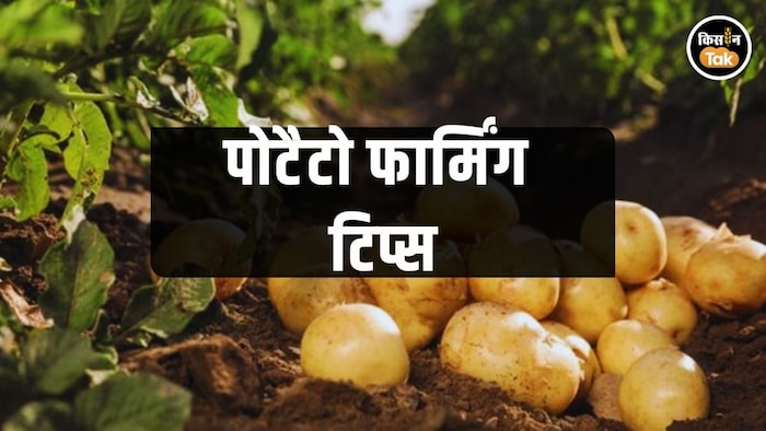 आलू की खेती