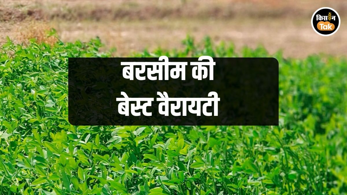 पशुपालकों के लिए राहत, अब आसानी से सस्ते में मिलेंगे बरसीम के बीज
