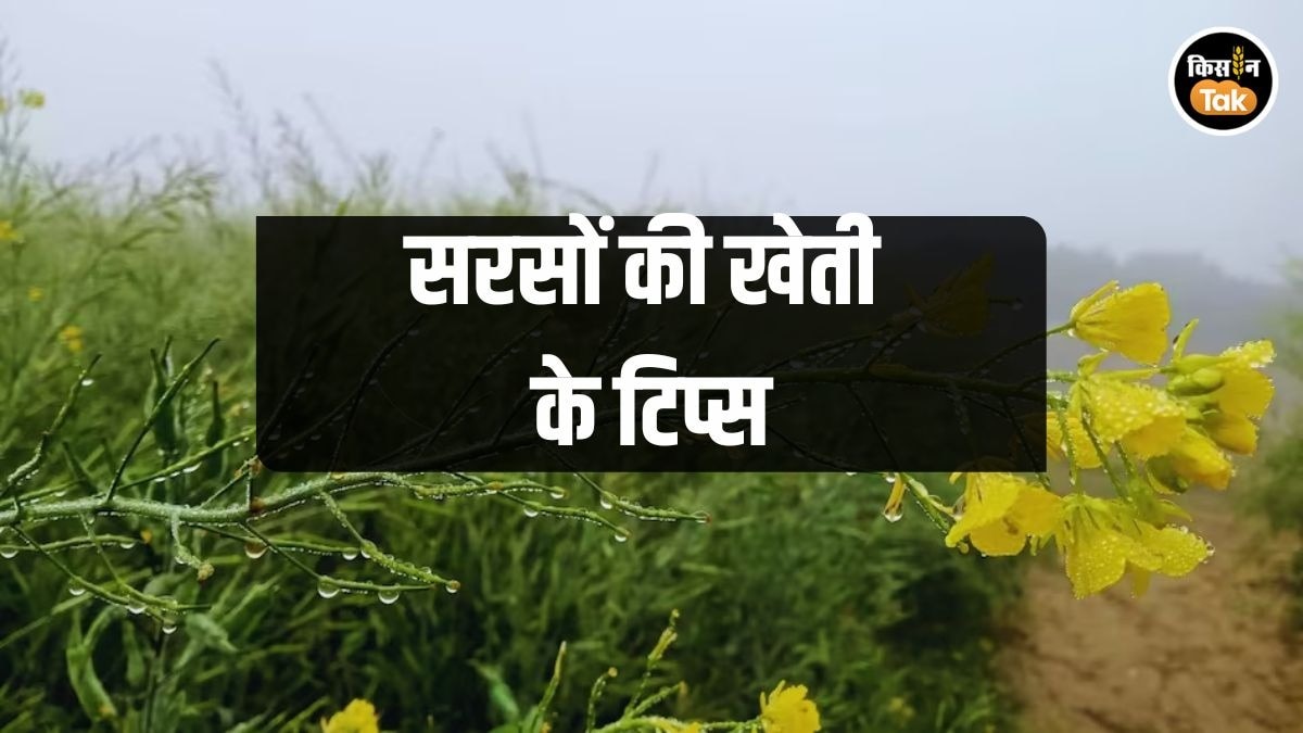 सरसों की खेती