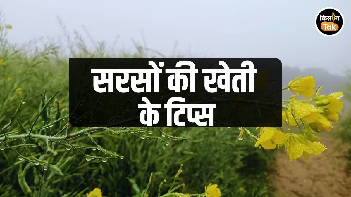 सरसों की खेती