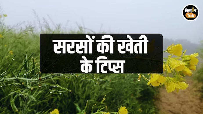 सरसों की खेती