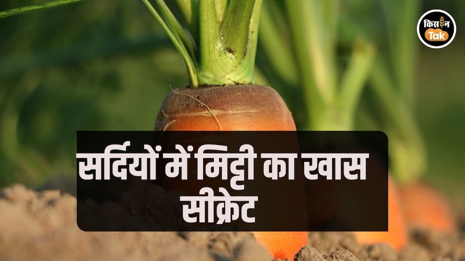 Farming Tips: सर्दियों में वो मिक्स एंड मैच फॉर्मूला जो मिट्टी को बनाएगा हेल्दी, किसान होंगे 'वेल्दी' Farming Tips: सर्दियों में वो मिक्स एंड मैच फॉर्मूला जो मिट्टी को बनाएगा हेल्दी, किसान होंगे 'वेल्दी'