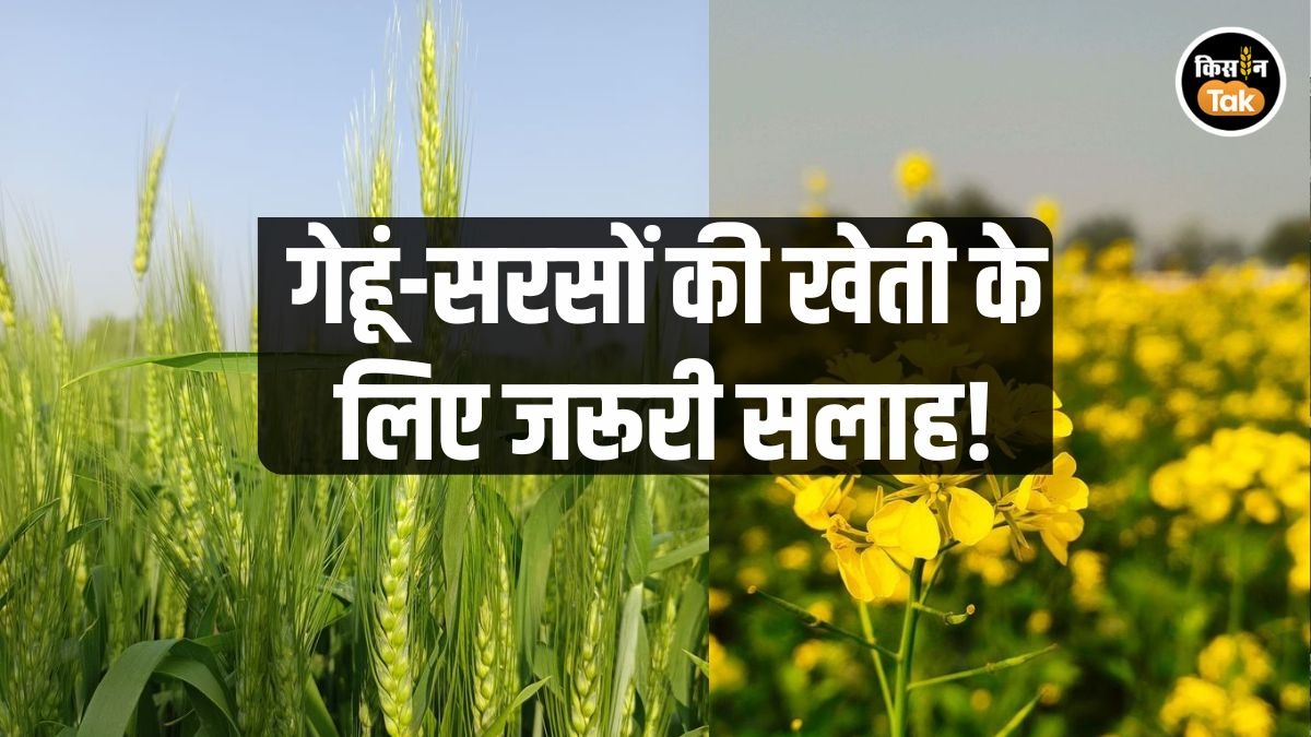 crop advisory for farmers